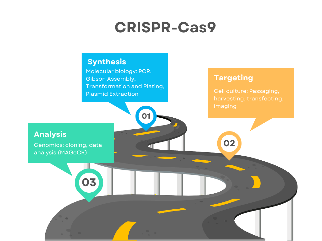 CRISPR-Cas9 project visual